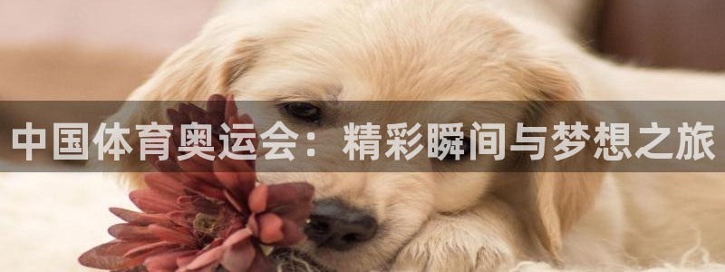 833直播足球比赛在线观看：中国体育奥运会：精彩瞬间与梦想之旅